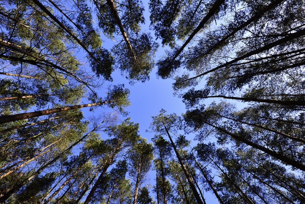 forest-231066_1280.jpg
